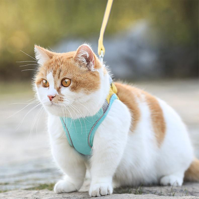 CatVest, bryndák na vodítko pro kočky - Image 6