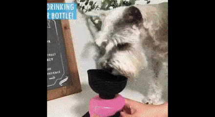 Láhev na vodu pro psy, DOGBOTTLE - video
