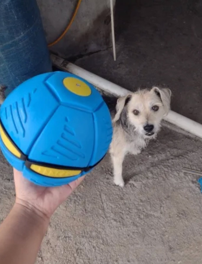 DiskBall, hračka pro psy, která je zároveň frisbee a míč - Image 9