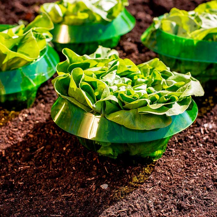 LettuceProtect, ochrana pro salát a další plodiny (10 kusů) - Image 5
