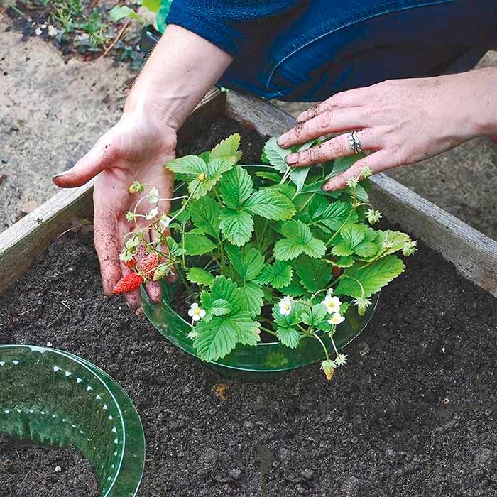 LettuceProtect, ochrana pro salát a další plodiny (10 kusů) - Image 8