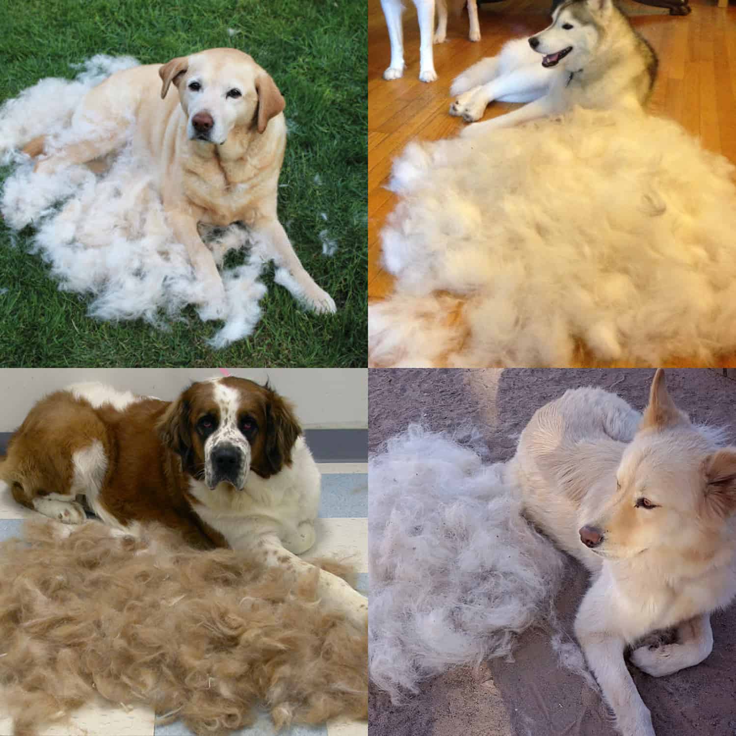 PetTangler, oboustranná kartáč na odstraňování chlupů a spodní srsti - Image 9