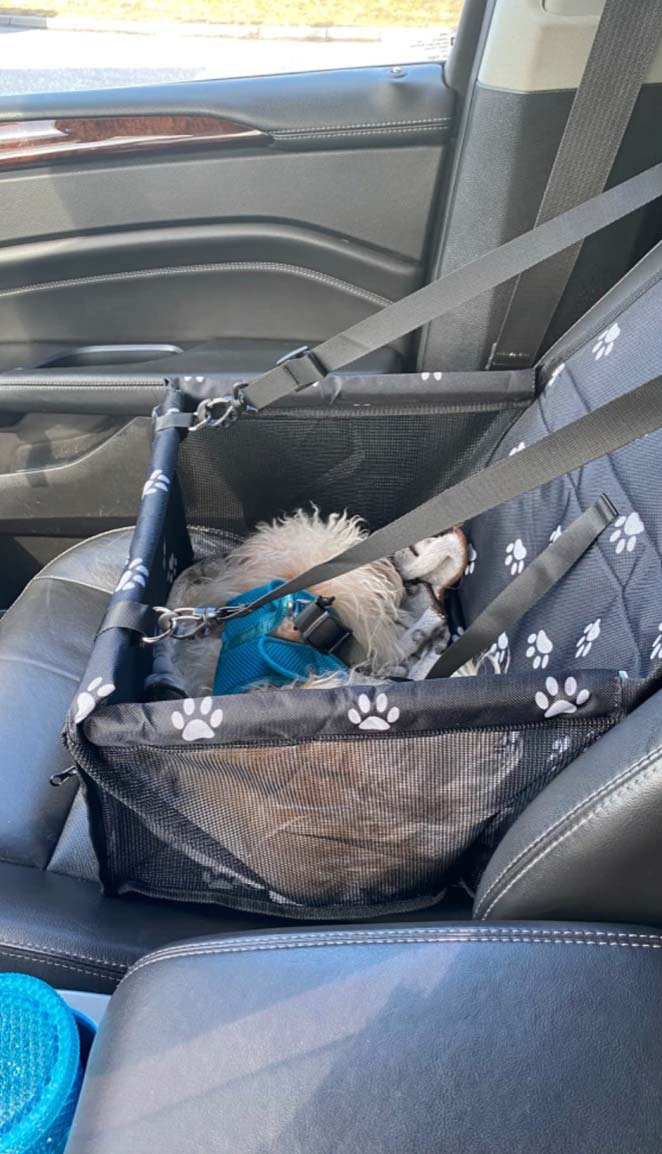 Seat4Dog, autosedačka pro domácí mazlíčky - Image 10