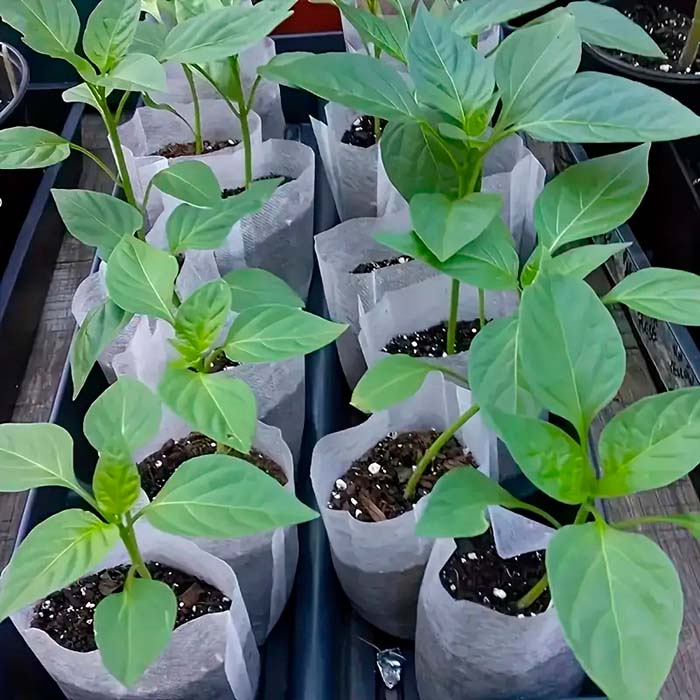 SeedBags, biodegradovatelné sáčky pro sázení a pěstování rostlin (100 ks) - Image 3
