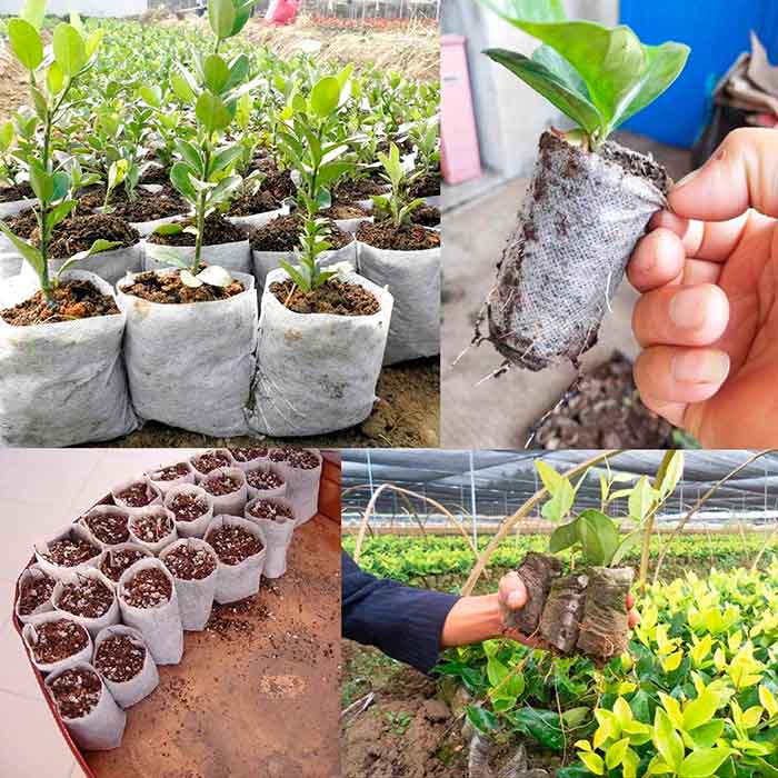 SeedBags, biodegradovatelné sáčky pro sázení a pěstování rostlin (100 ks) - Image 5