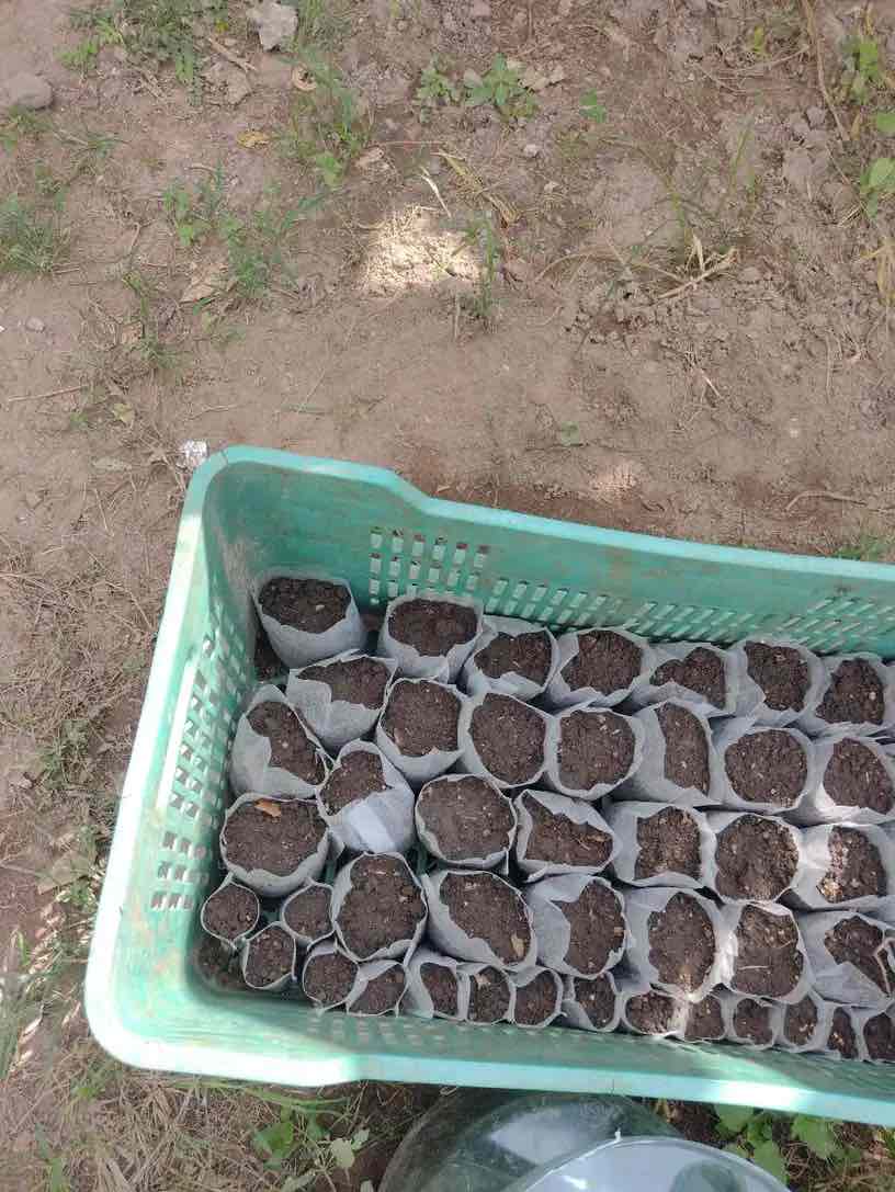 SeedBags, biodegradovatelné sáčky pro sázení a pěstování rostlin (100 ks) - Image 10