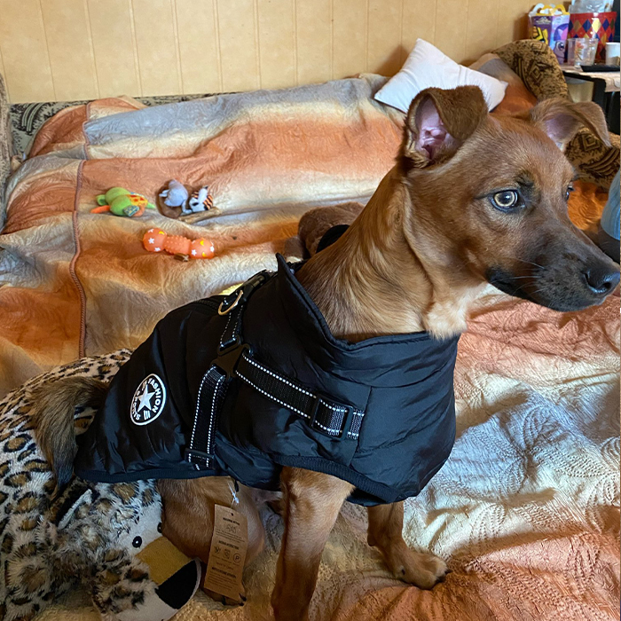 DogJacket, reflexní a voděodolný zimní kabát pro psy - Image 9
